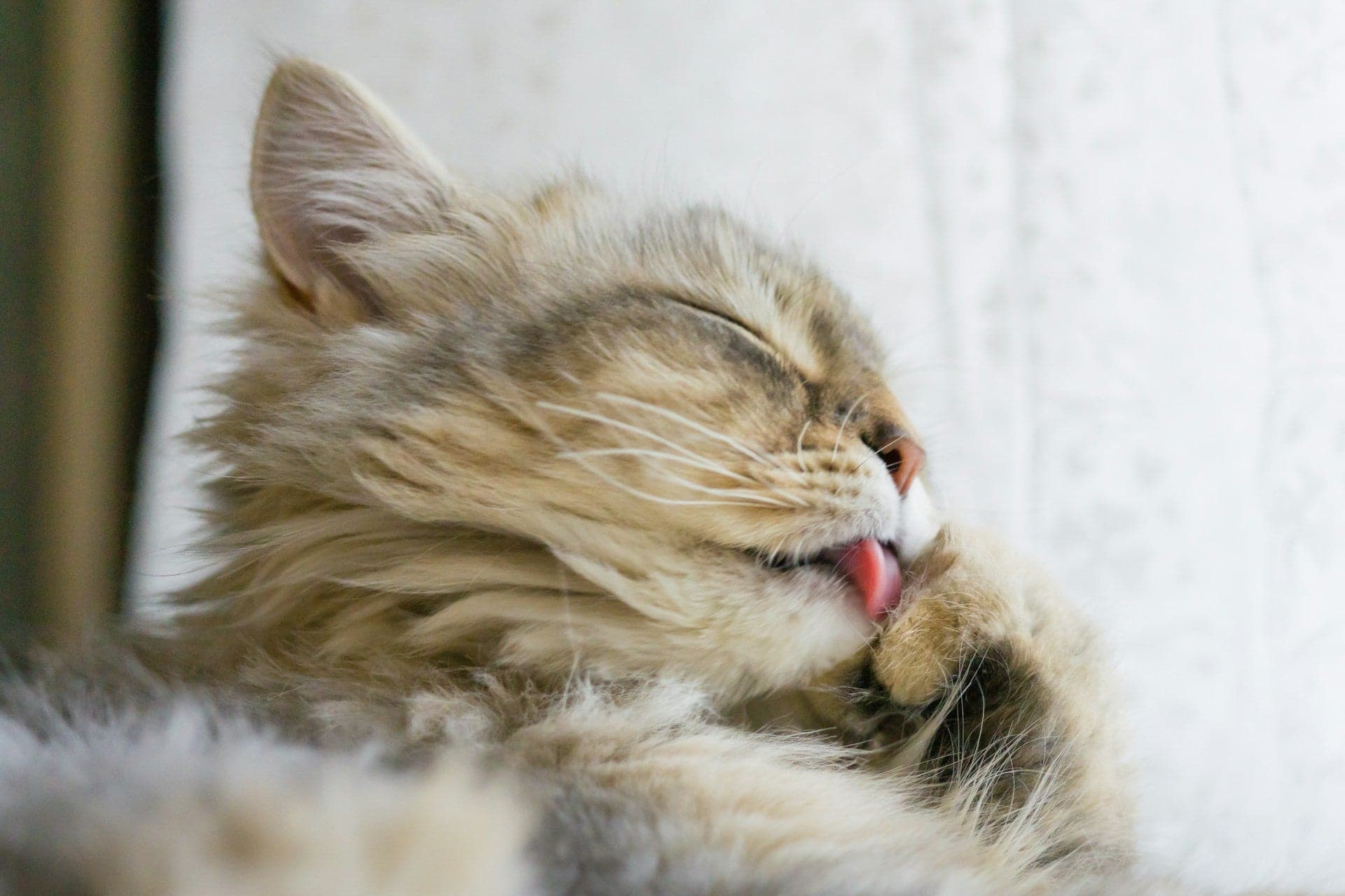 Tom&Sawyer — Does Fresh Cat Food Help With Hairballs and Vomiting?