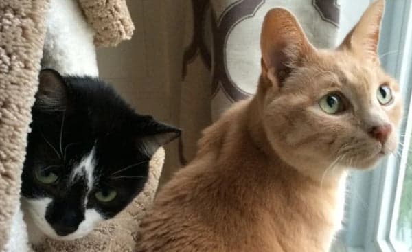 Tom&Sawyer — How Fresh Food Supports Cat Urinary Tract Health and Proper Hydration