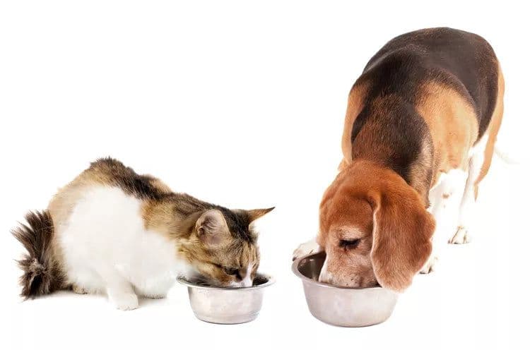 Tom&Sawyer — What Should You Feed Your Pet on National Pet Day? Fresh Meal Ideas for Dogs and Cats
