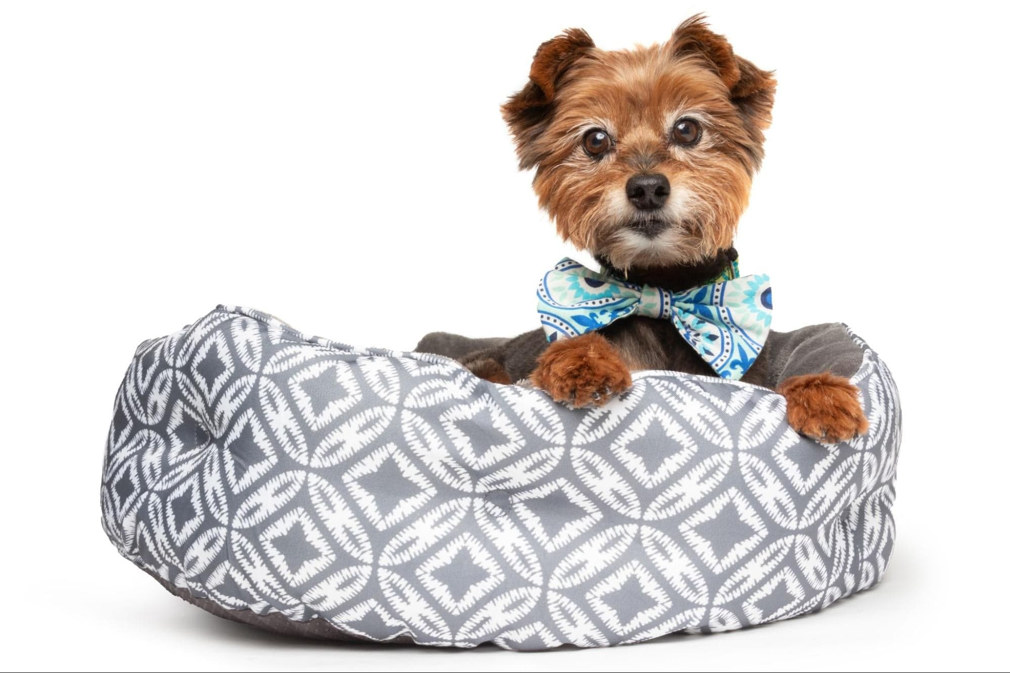 Tom&Sawyer — What Should You Feed Your Pet on National Pet Day? Fresh Meal Ideas for Dogs and Cats