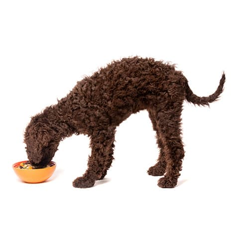 Tom&Sawyer — Why Gently‑Cooked Food Changes the Game in Pet Food: Calories Matter!