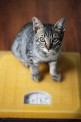 Tom&Sawyer — Why Gently‑Cooked Food Changes the Game in Pet Food: Calories Matter!