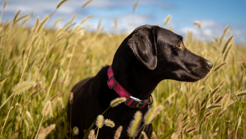 dog in wheat field