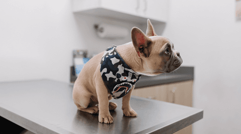 Frenchie at the Vet