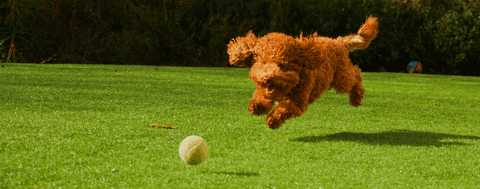 dog playing fetch
