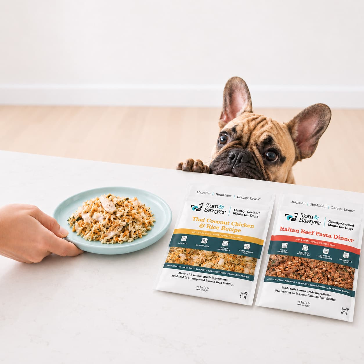 Frenchie getting excited to be served a delicious meal
