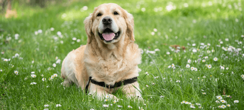 retriever in field