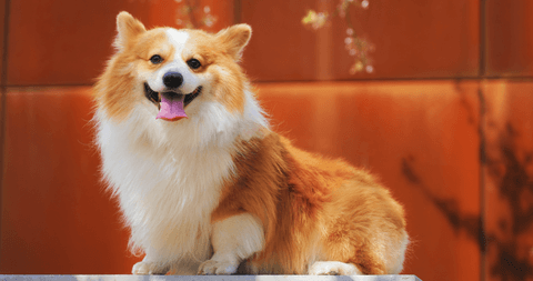 corgi with a full and shiny coat