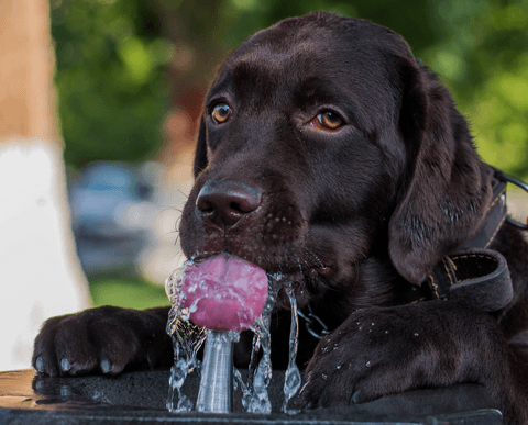 labradour drinking water