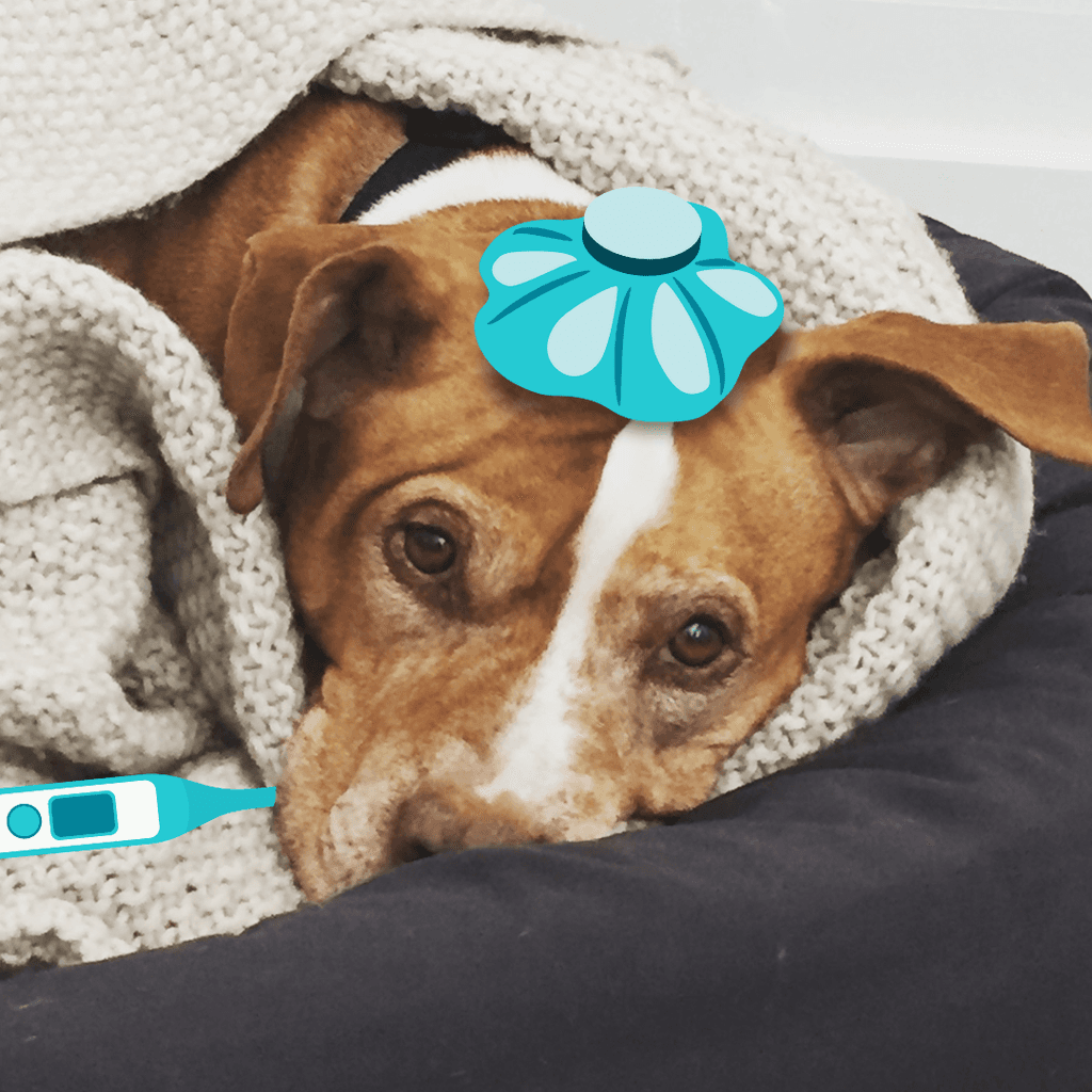 Tom&Sawyer — How Do You Know If Your Dog Has a Food Allergy (and What to Feed Instead)?