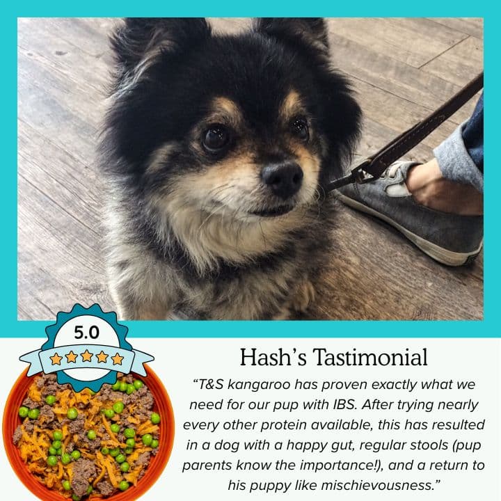 Tom&Sawyer — How Do You Know If Your Dog Has a Food Allergy (and What to Feed Instead)?