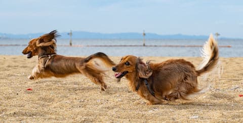 Tom&Sawyer — How much to feed your dog or cat
