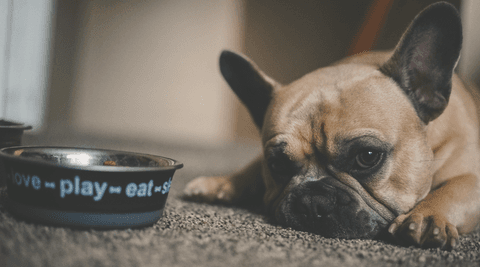 Tom&Sawyer — How We’re Keepin’ it Real with Fresh Food For Your Dogs & Cats