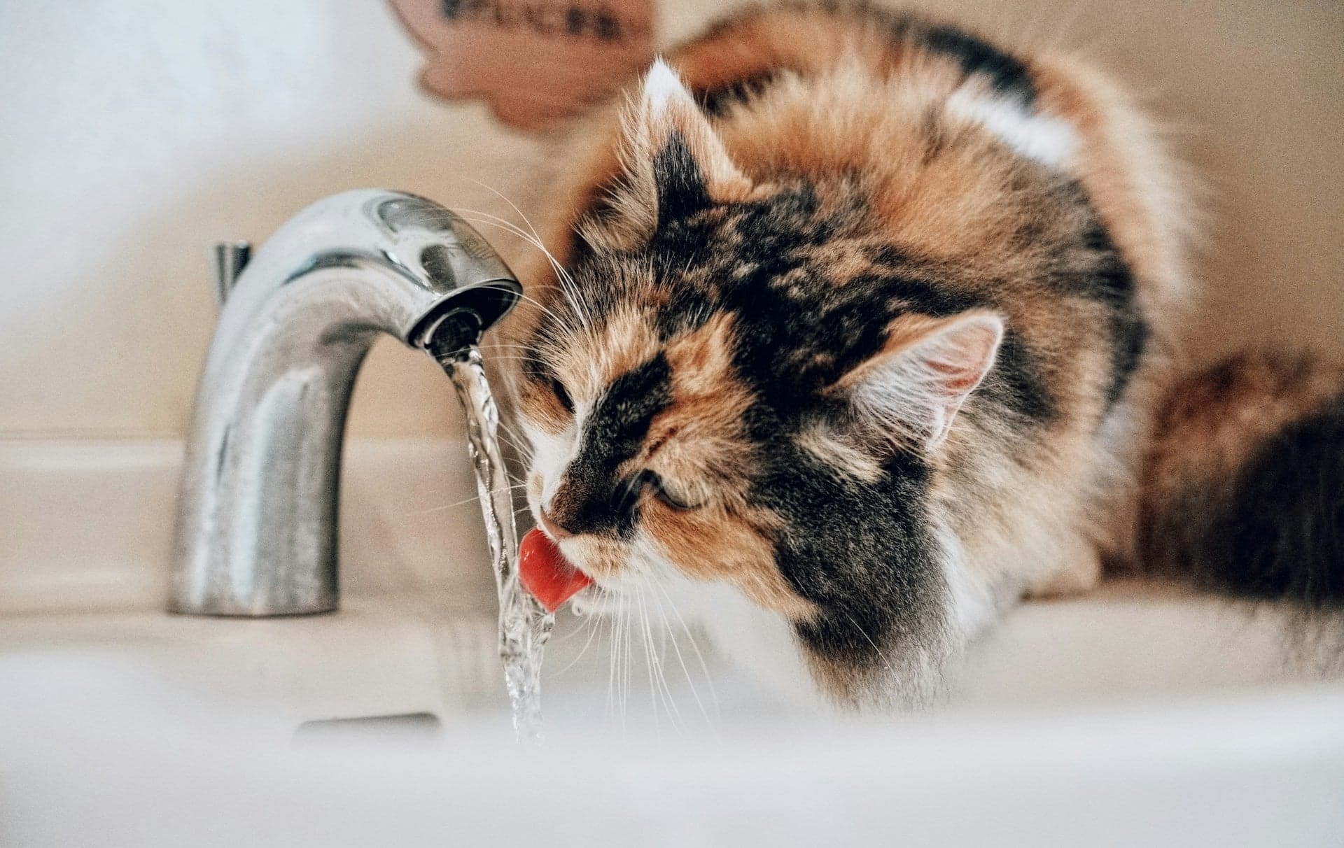Tom&Sawyer — What We See in Summer Bowls: How Hydration Changes the Way Dogs and Cats Eat in July