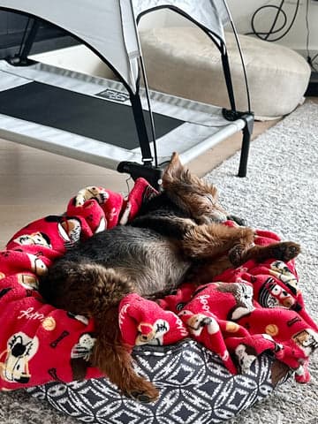 Tom&Sawyer — Life as a Dog Dad: How Dogs Impact the Emotional Well-being of Their Dads