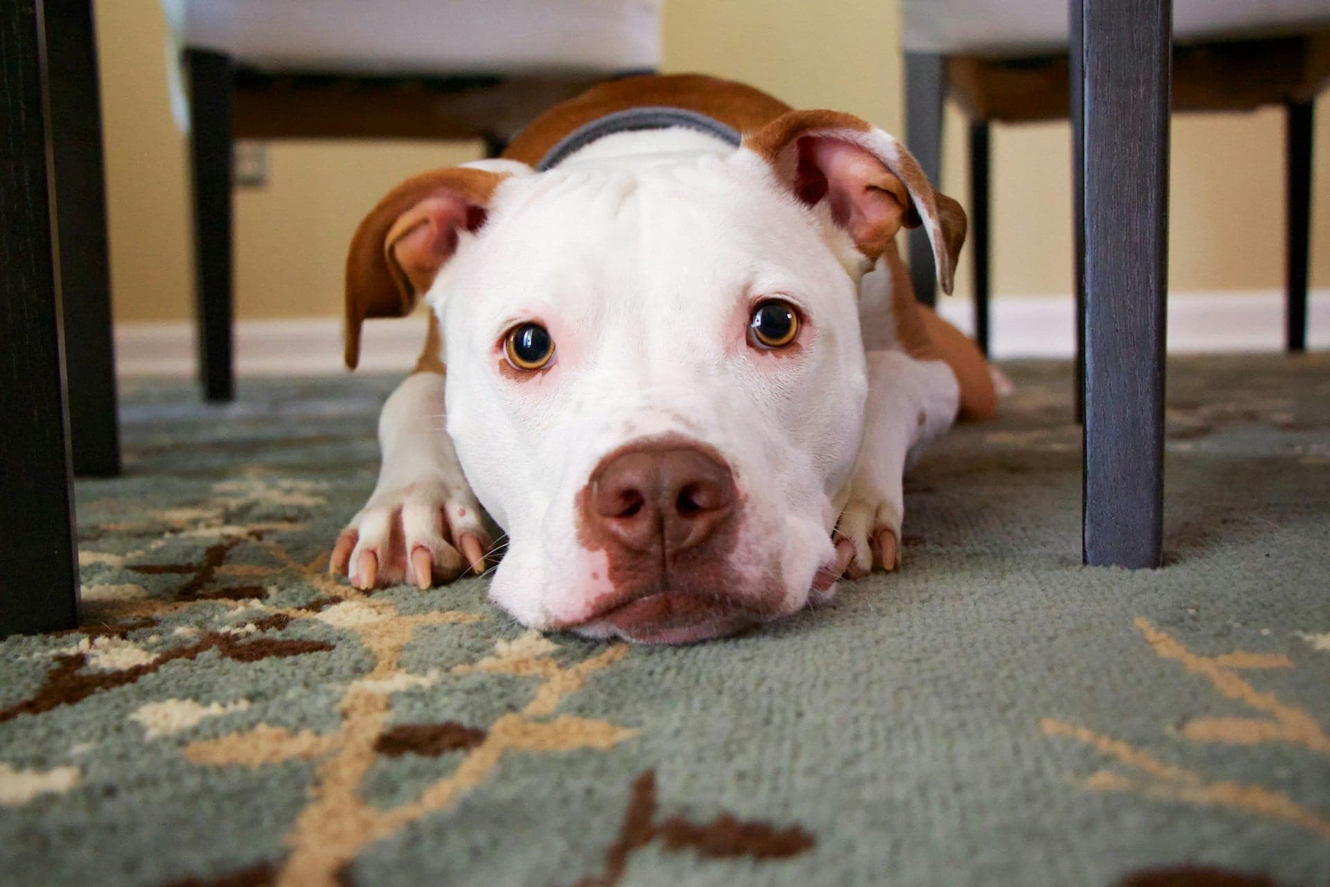 A white and brown dog resting on a patterned rug beneath a table.