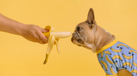 Tom&Sawyer — Maximizing Nutrients and Digestibility: The Role of Ingredient Sourcing and Processing in Pet Food