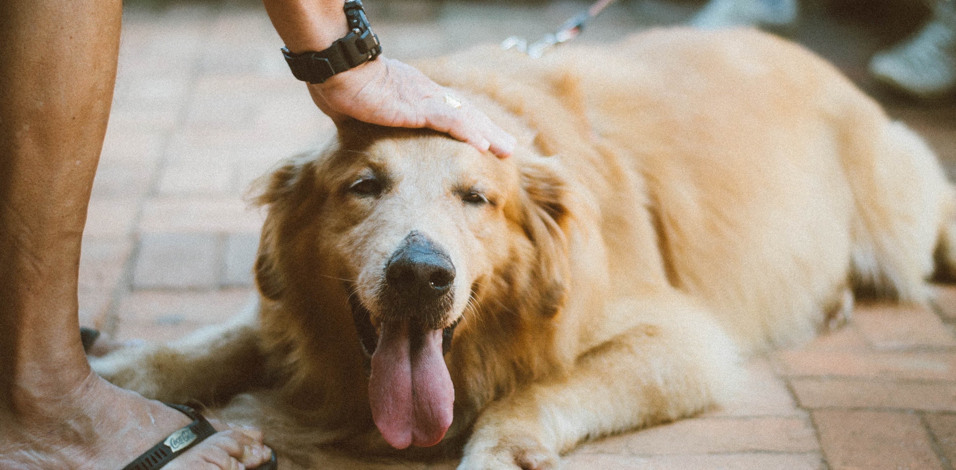 Golden retriever being petted