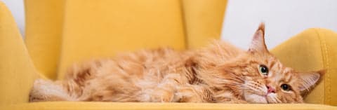 Tom&Sawyer — Micronutrients, Macro Impact: 5 Nutrients For Weight Support In Pets