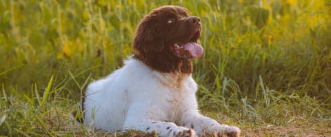 Tom&Sawyer — Micronutrients, Macro Impact: 5 Nutrients For Weight Support In Pets