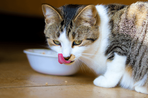 Tom&Sawyer — My Cat Won't Eat: Feeding Picky Eaters the Right Way