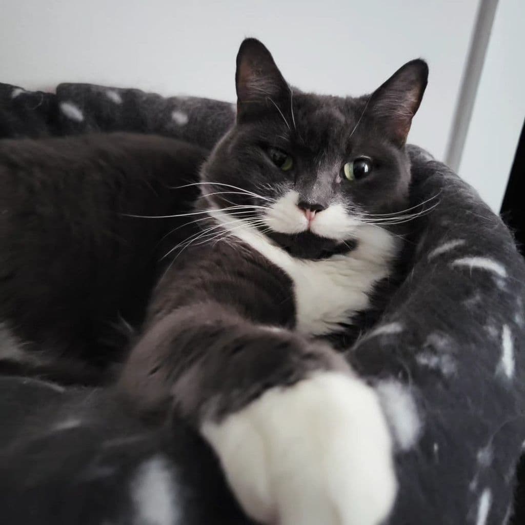 tuxedo cat's white paws resting on the edge of a tan carpeted cat tree