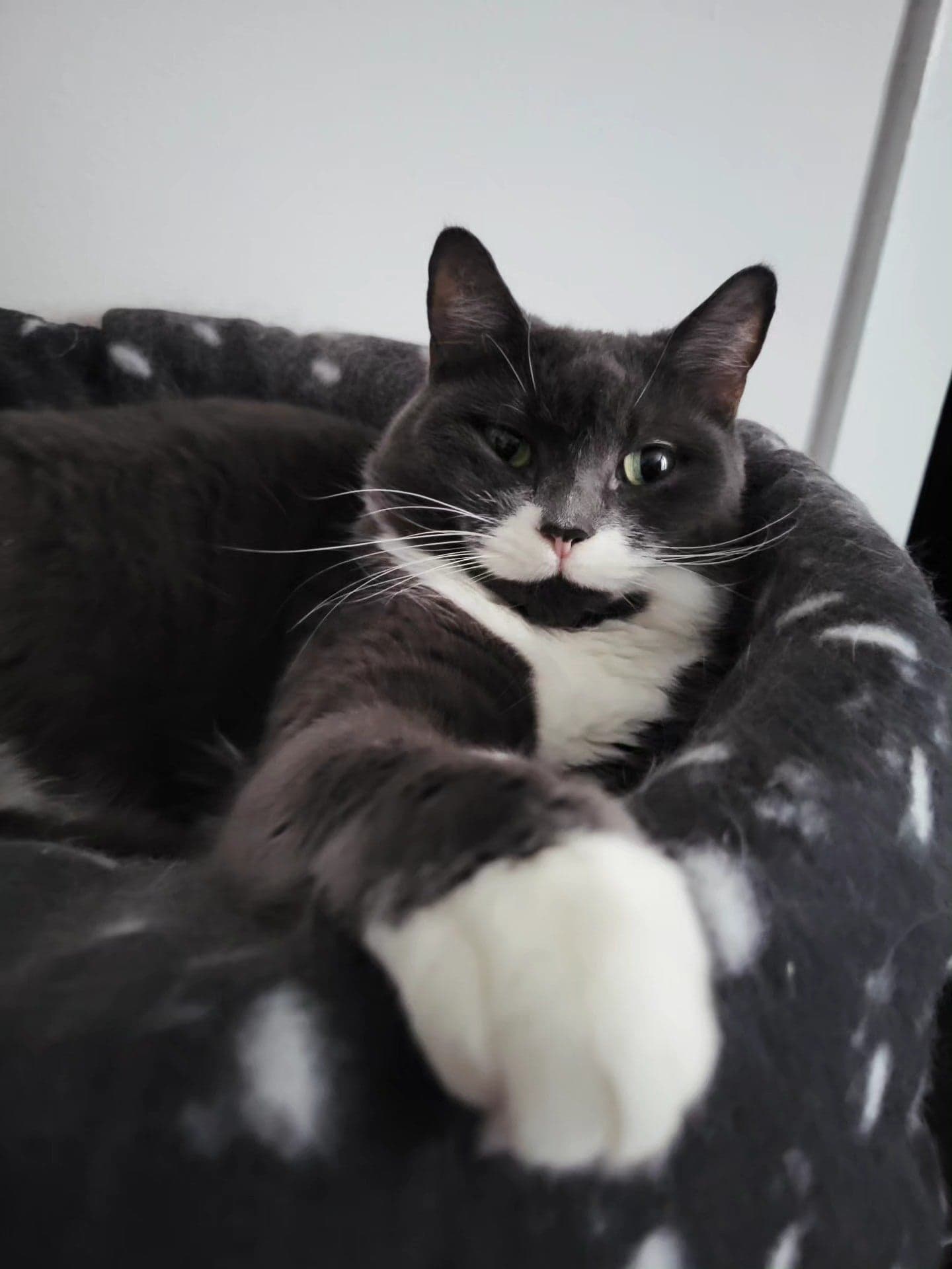 Tom&Sawyer — Celebrating National Cat Lady Day: What Our Nutrition Experts Feed Their Cats