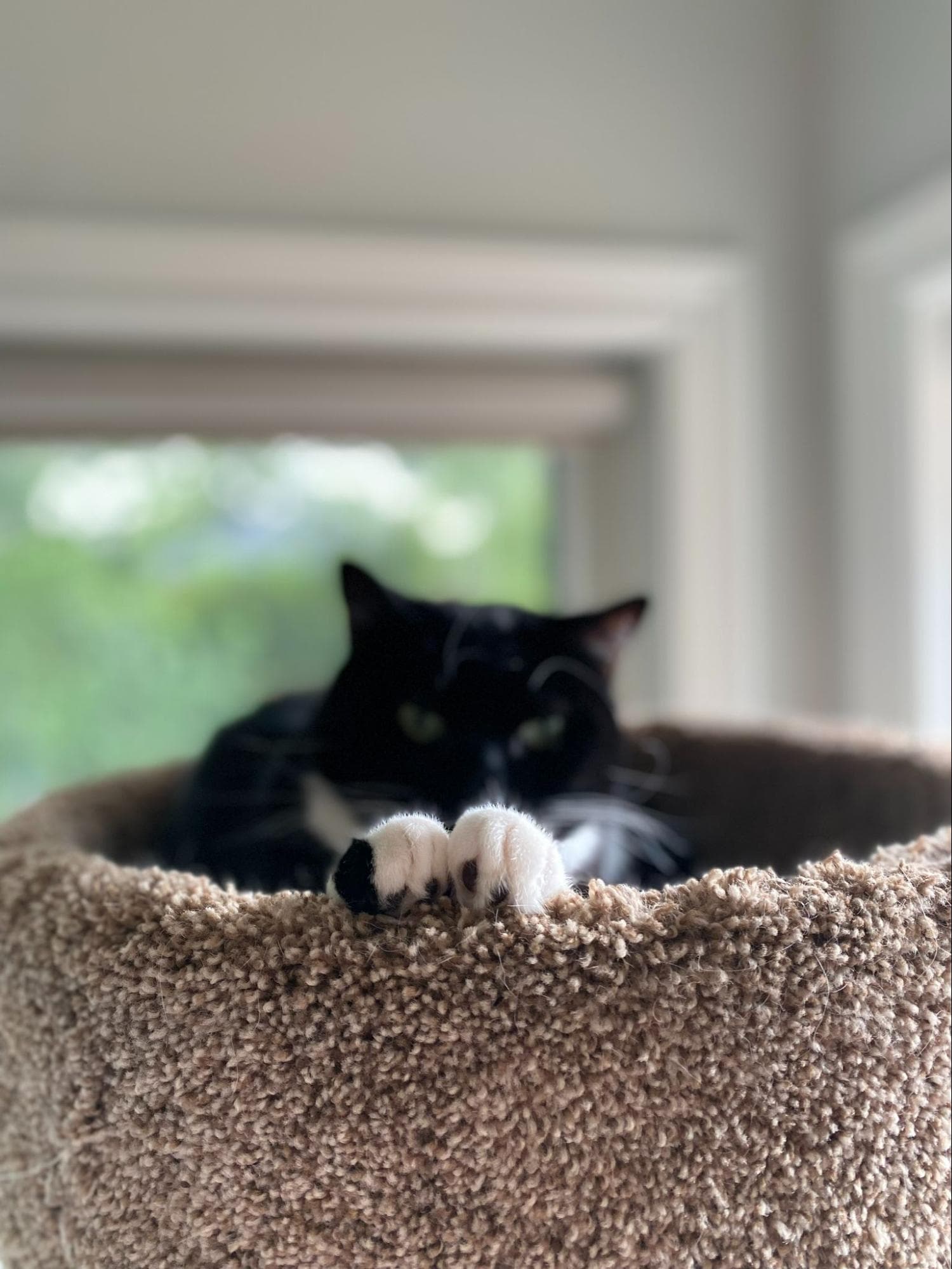 Tom&Sawyer — Celebrating National Cat Lady Day: What Our Nutrition Experts Feed Their Cats