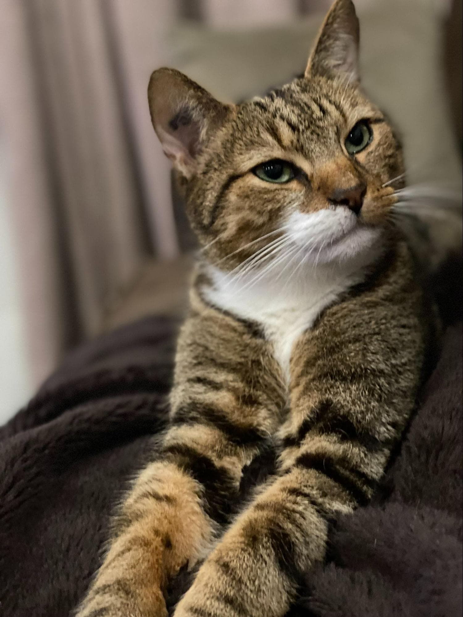 Tom&Sawyer — Celebrating National Cat Lady Day: What Our Nutrition Experts Feed Their Cats
