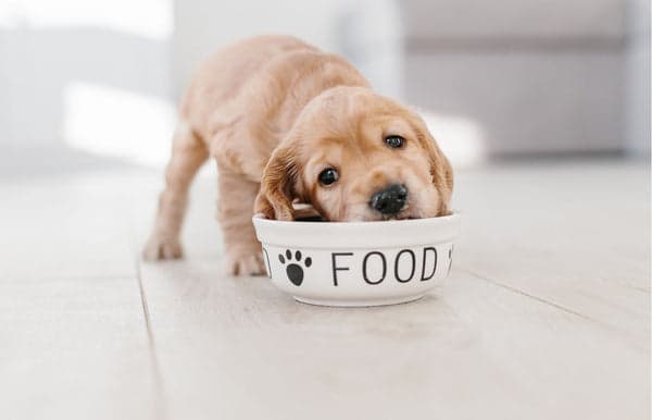 Tom&Sawyer β Feeding Your Puppy Right: A National Puppy Day Nutrition Guide for Happy Dogs