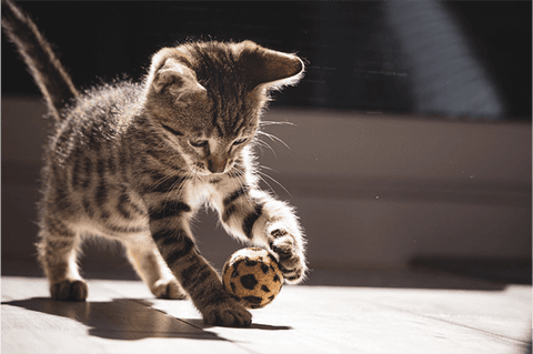 Tom&Sawyer — Nutrition for Cats at all Life Stages