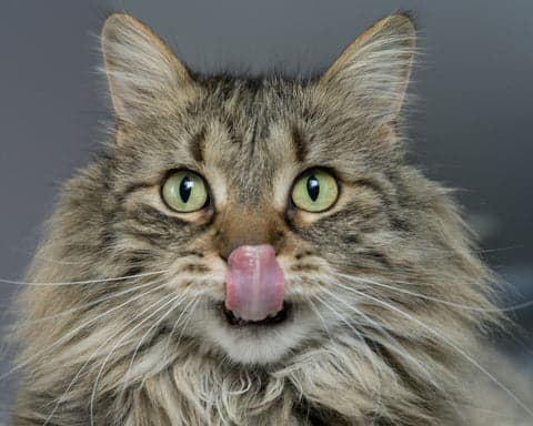 Tom&Sawyer — Nutrition for Senior Cats: Supporting Health with Gently-Cooked Cat Food