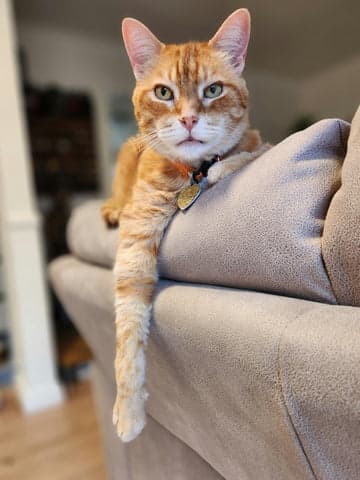Tom&Sawyer — Nutrition for Senior Cats: Supporting Health with Gently-Cooked Cat Food