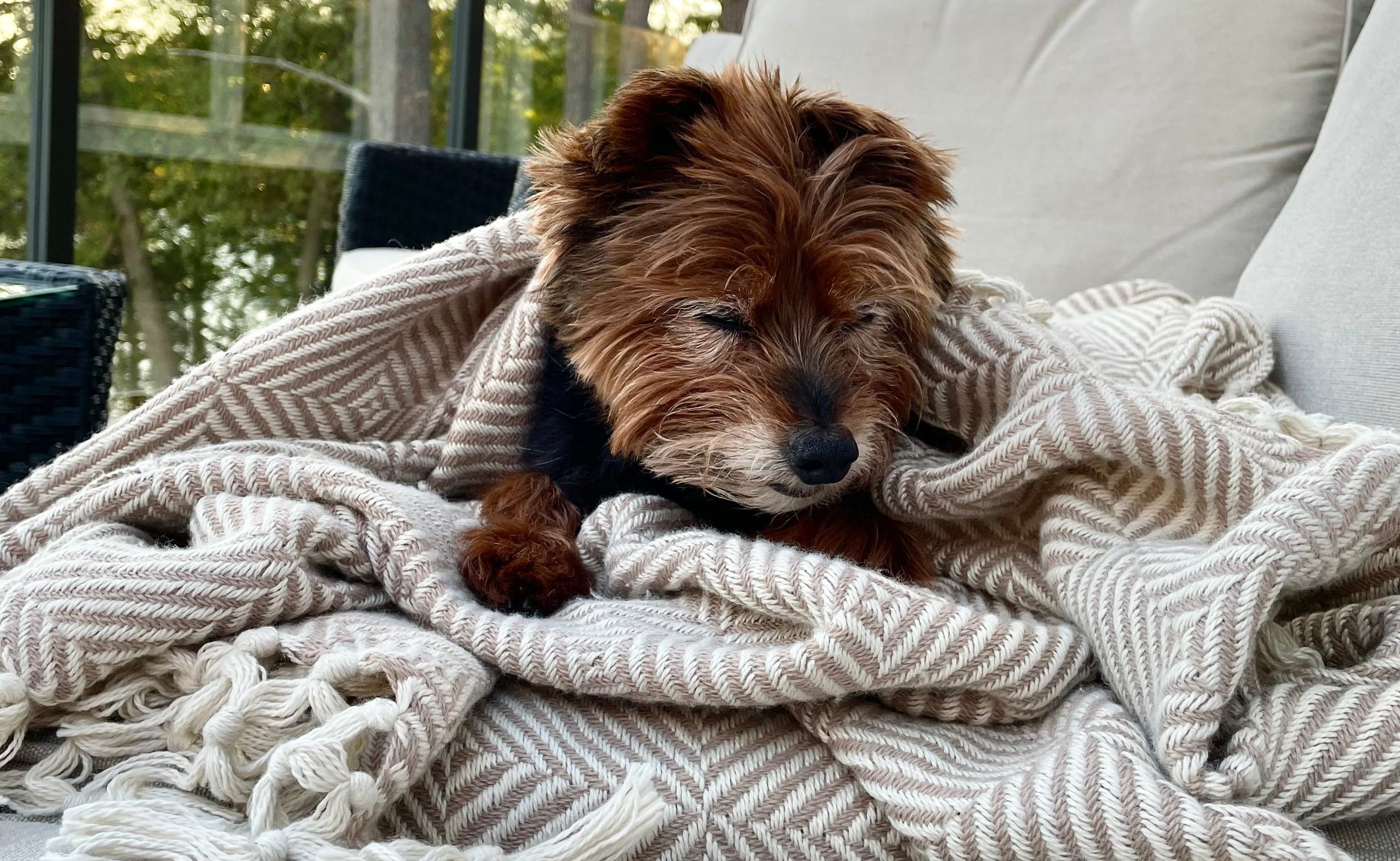 Sawyer, the Yorkie-Poo behind Tom&Sawyer, curled up in a blanket