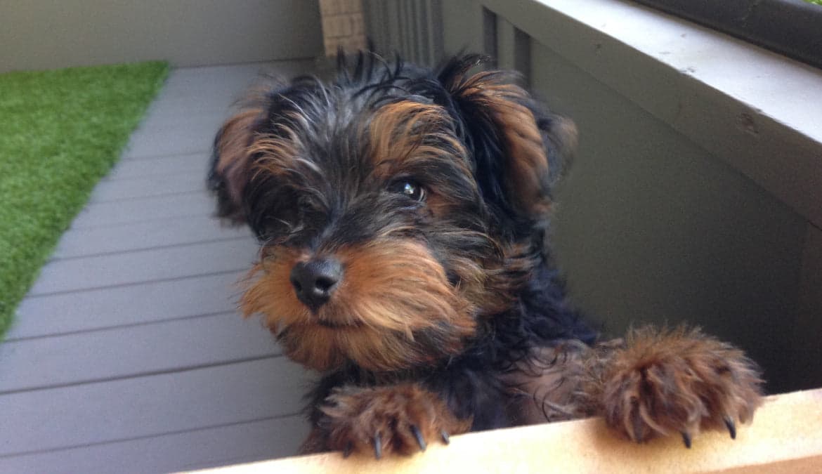 Sawyer as a Yorkie-Poo puppy, resting his paws on a ledge