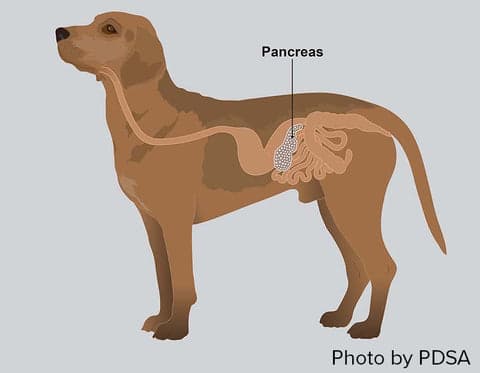 Tom&Sawyer — Pancreatitis In Dogs - Signs & Diet Management