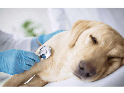Sick dog with stethoscope