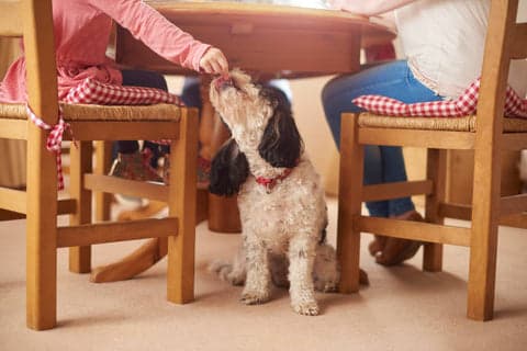 Tom&Sawyer — Turkey Gobbler: Healthy Turkey Recipe for Dogs