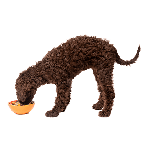 Tom&Sawyer — Turkey Gobbler: Healthy Turkey Recipe for Dogs