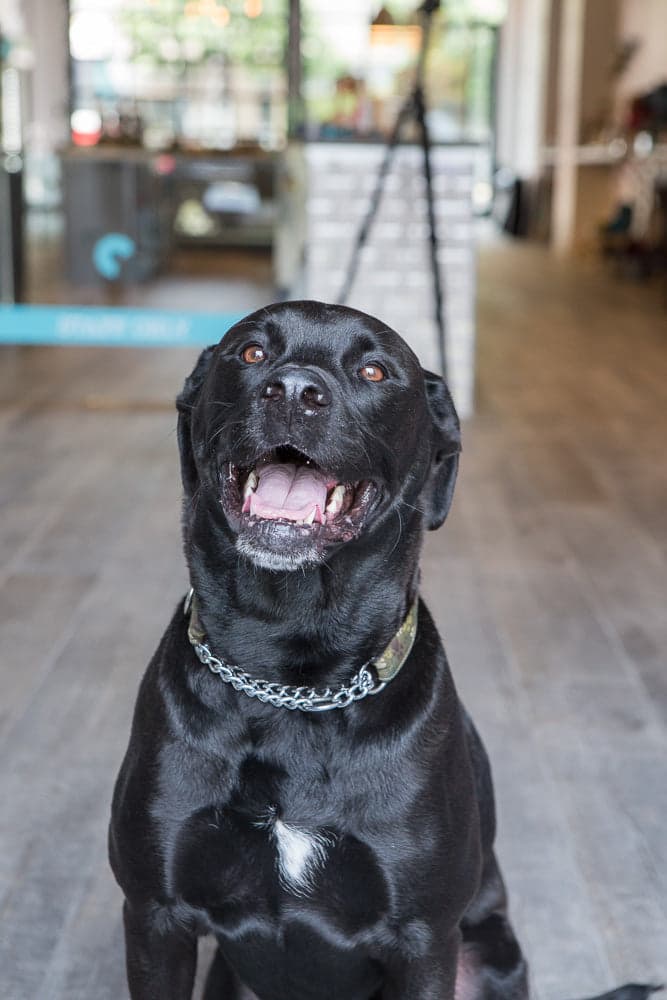 Image of a medium-large black dog, who looks like it's smiling (indoors)