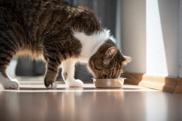 Tom&Sawyer — Pet Dental Health Month: The 'Whole Food' Guide to Fresher Breath + Healthier Gums