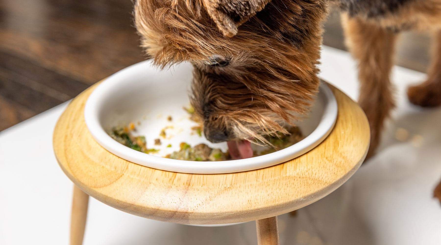 Tom&Sawyer — What Makes Our Human Grade, Gently-Cooked Pet Food Different?