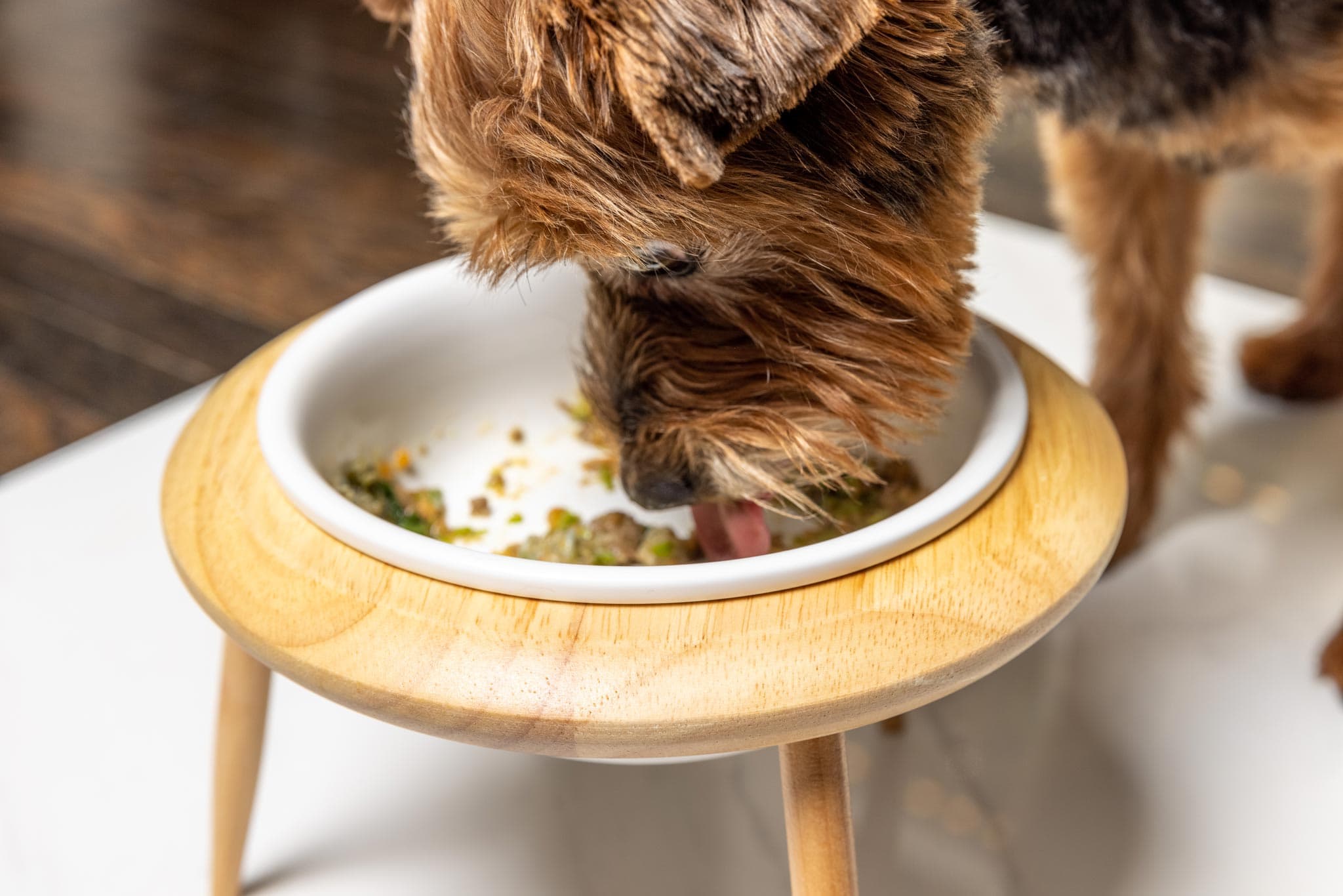 Sawyer the Yorkie-Poo eats out of a dog bowl