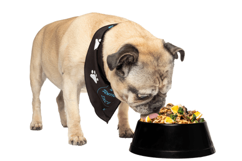 Senior pug eating Italian Beef Pasta