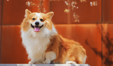 Corgi