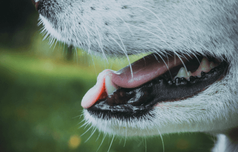 Dog Teeth