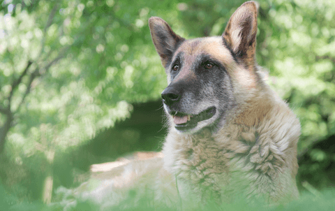 German Shepherd dog