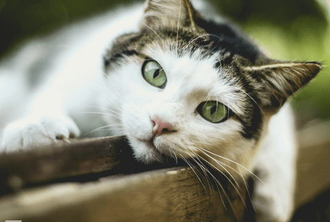 Tom&Sawyer — Signs and Treatment of Feline Diabetes: A Guide for Cat Owners