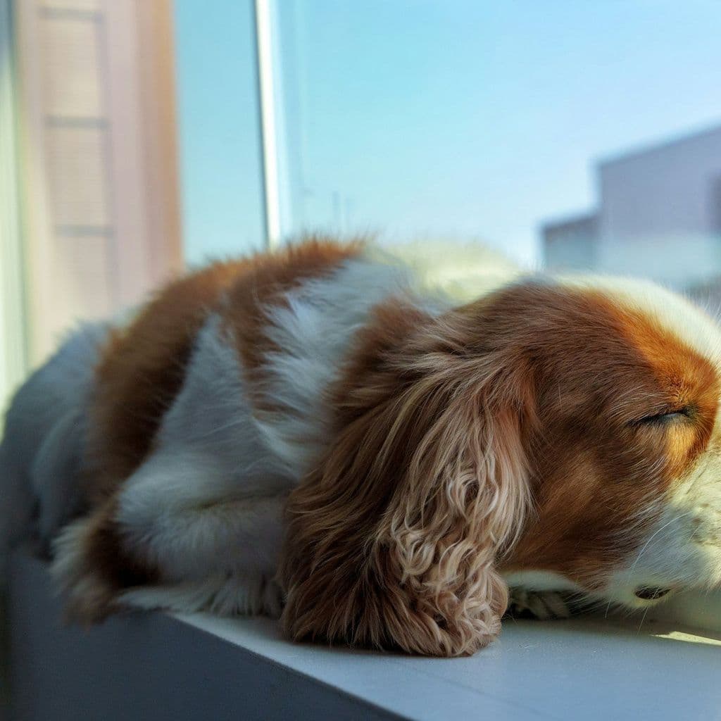 how dog food supports to calm your dog