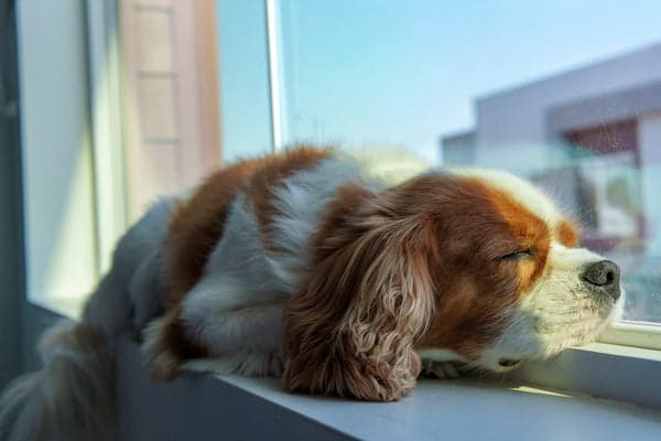 Tom&Sawyer — The Gut–Brain Axis: How Your Dog's Food Can Support a Calmer, Healthier Mind